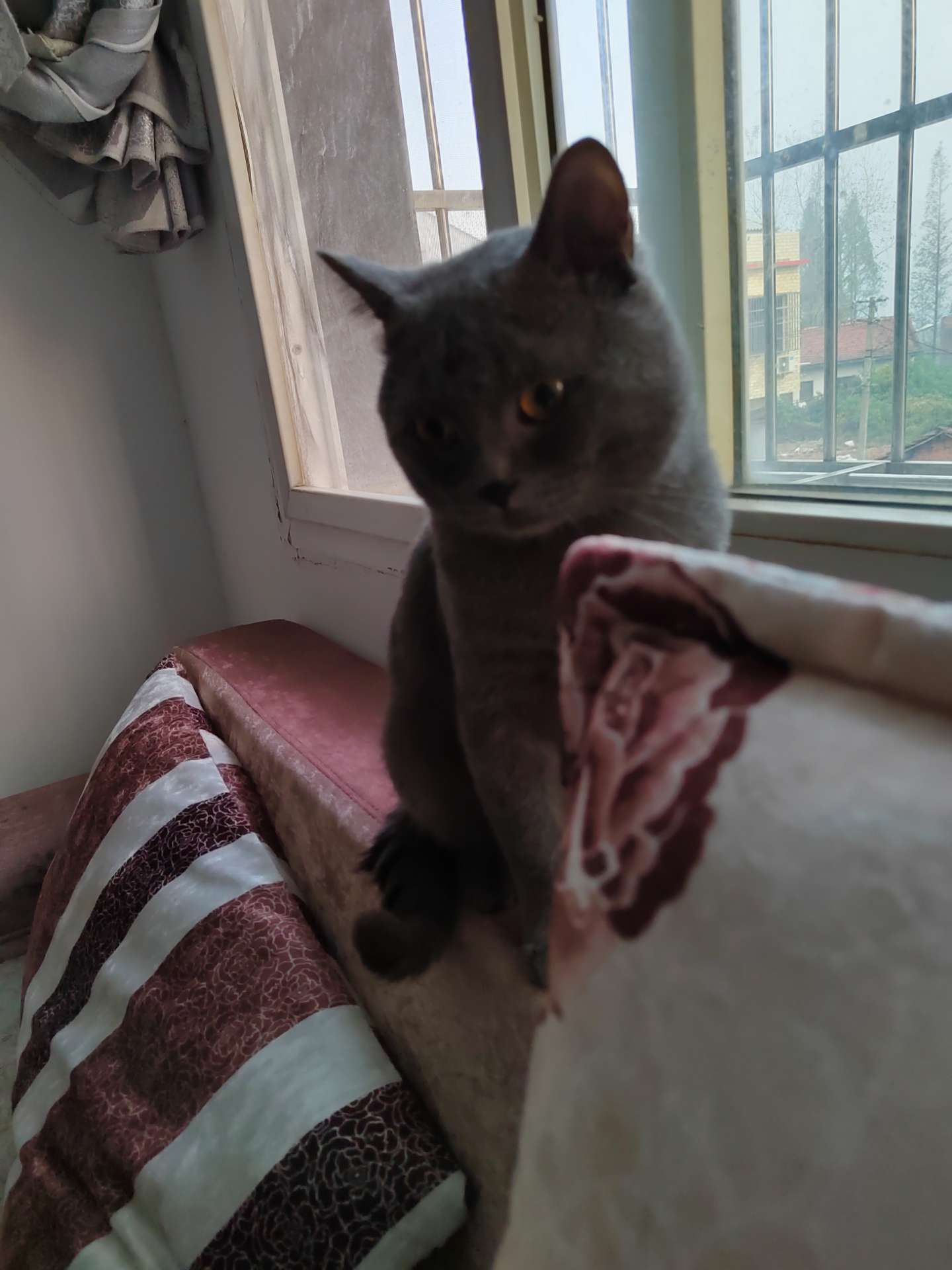 如图自家蓝猫，公，借配，包子脸，性格好，不欺负母猫，有好吃的