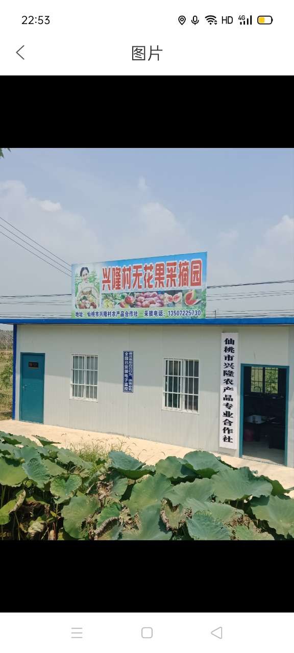 由于家庭和身体原因，低价转让无花果釆摘园。