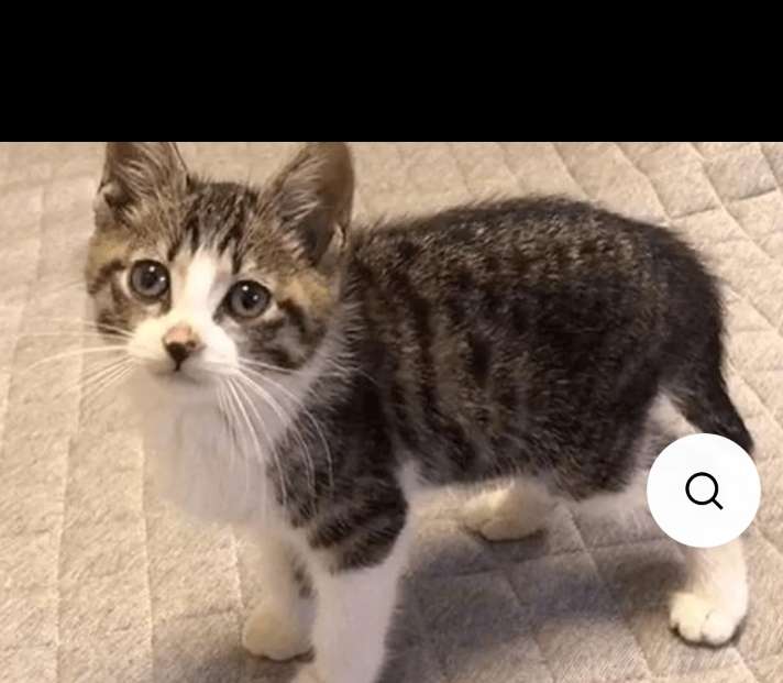 有偿领养一只本地猫抓老鼠（不是宠物猫）最好是刚出生的，大了养