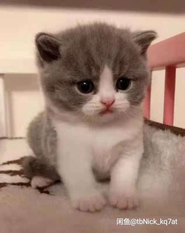 宠物猫出售，本人有刚岀身一个月小蓝白宠物猫，愿喜欢的有爱心的