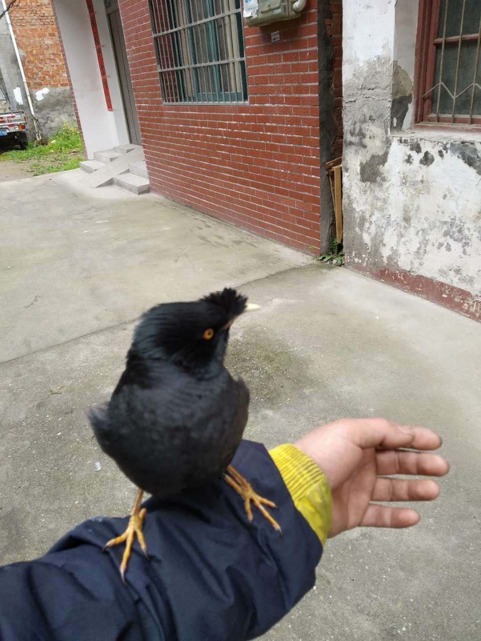 求购小八哥幼鸟
