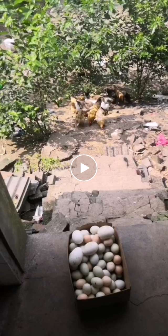 土鸡蛋鹅蛋送货上门