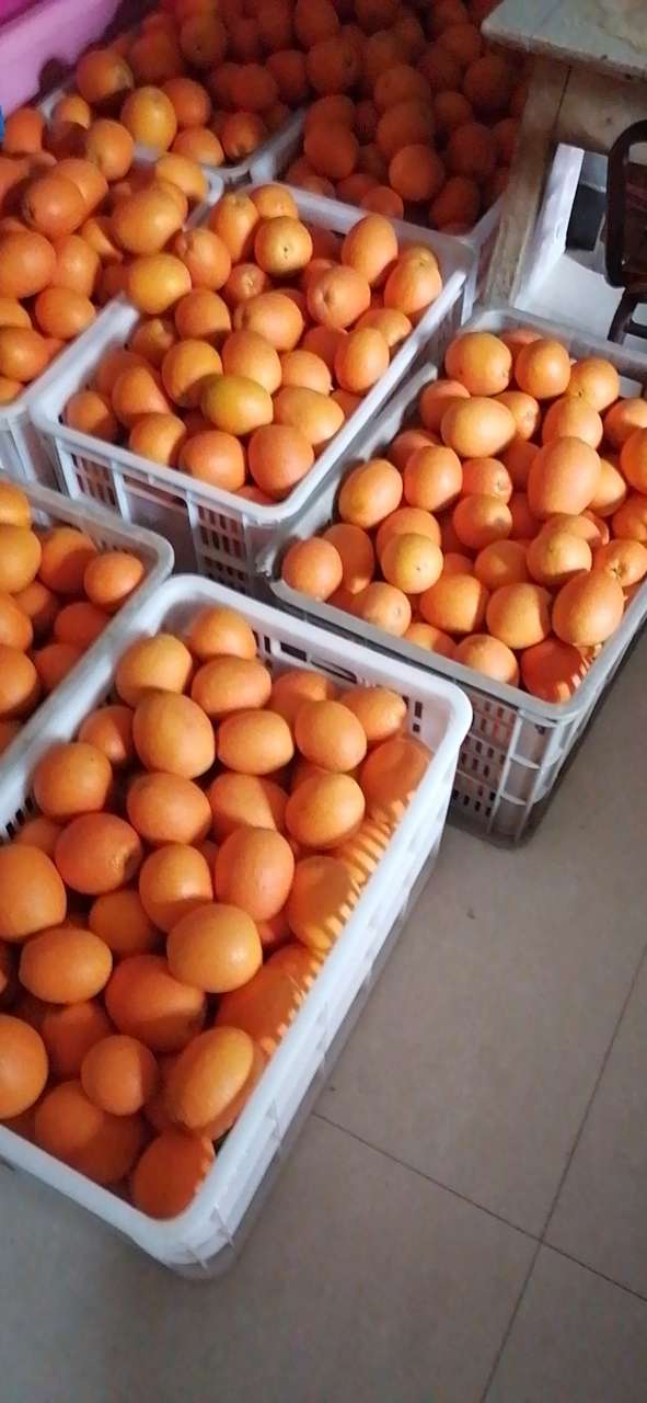 秭归脐橙，绿色食品。