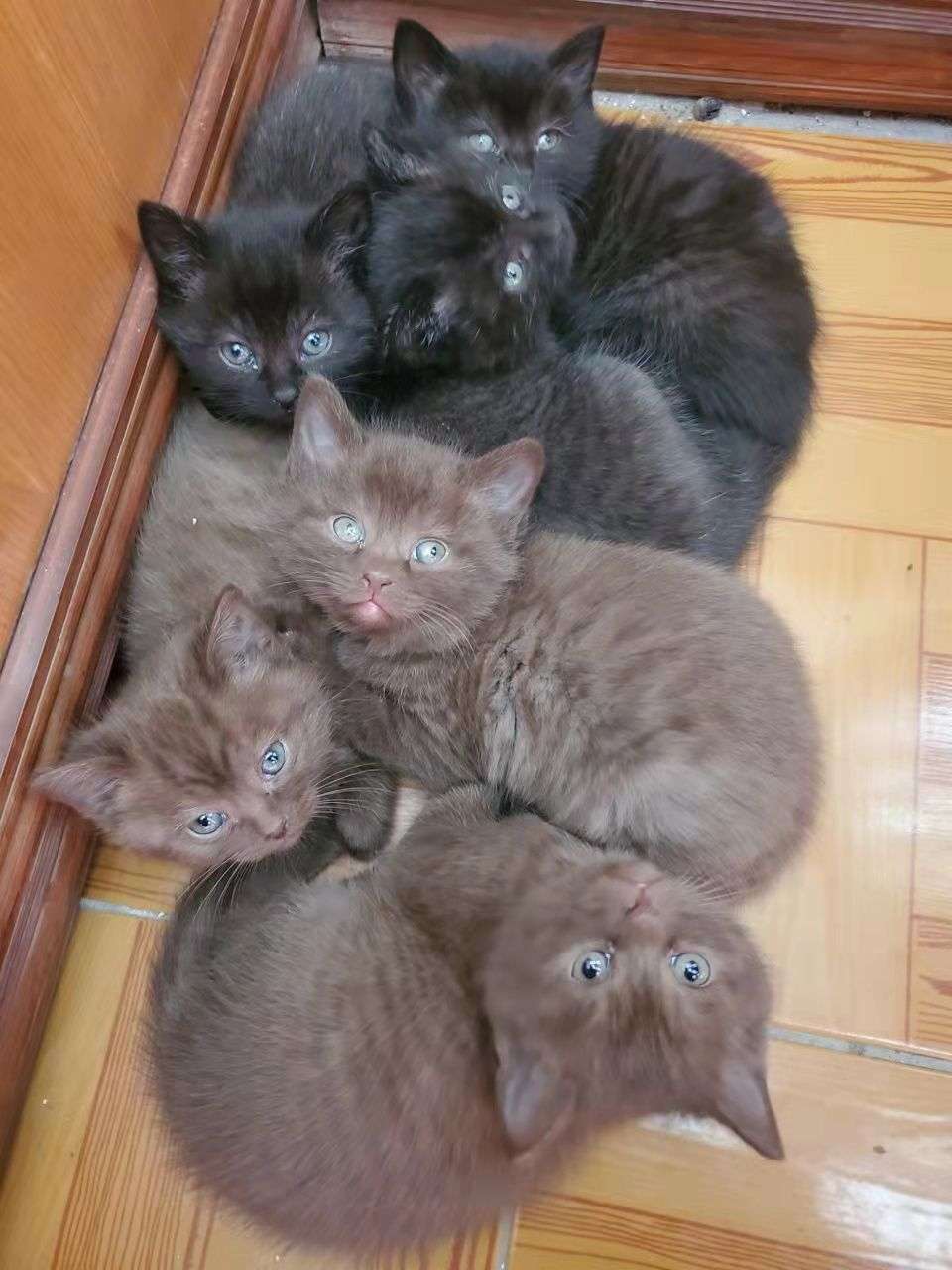 爱心❤免费领养
蓝猫土猫生的串串~需要领养的小哥哥小姐姐可以
