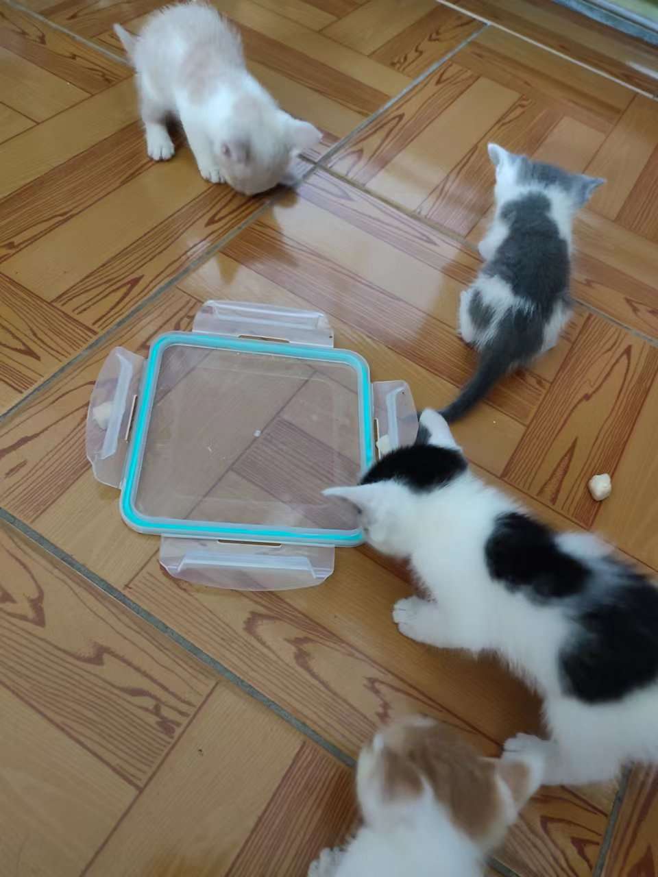 小猫咪免费领养，需要的v18007229878