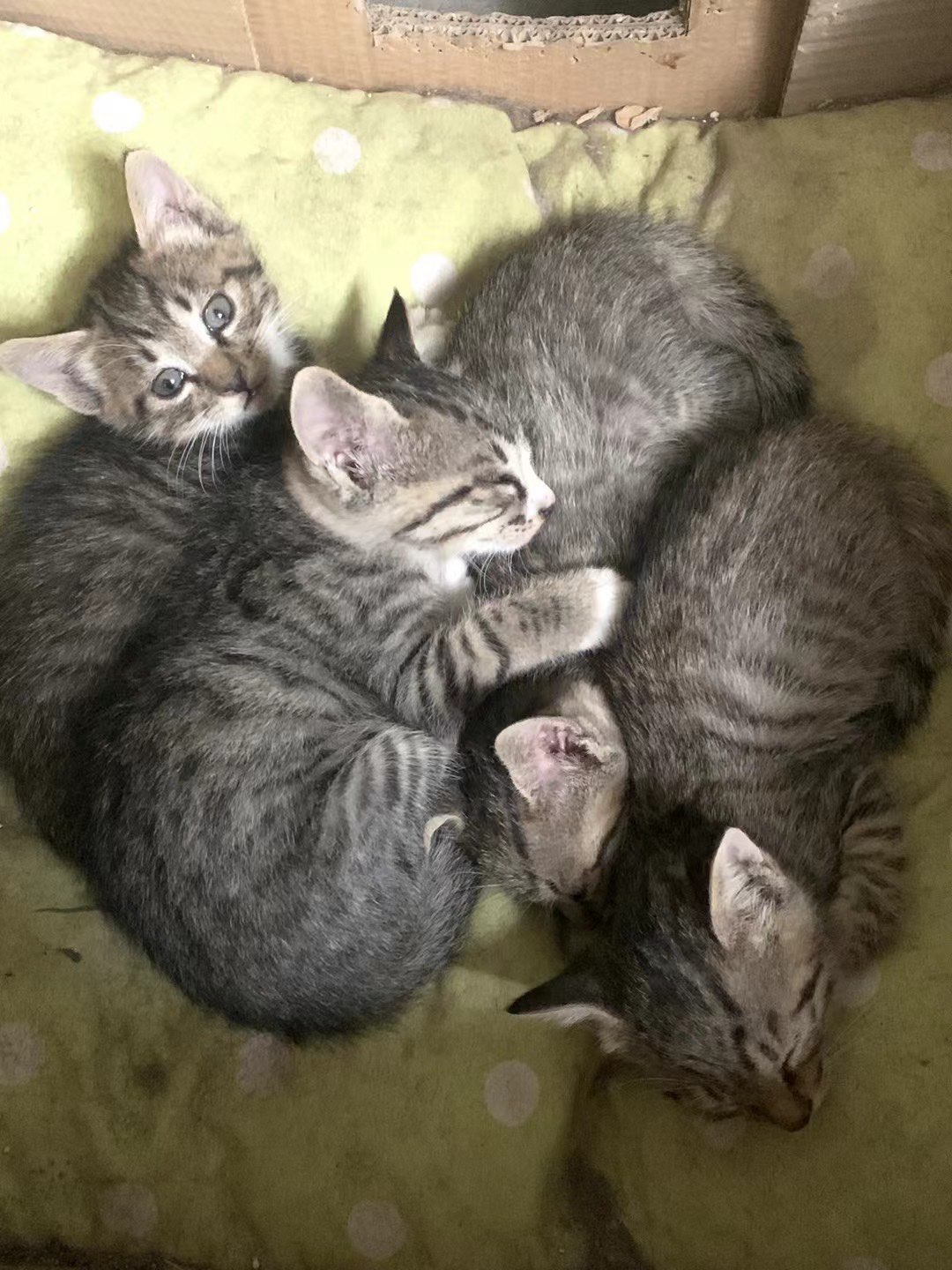 四只奶猫有不有好心人带走