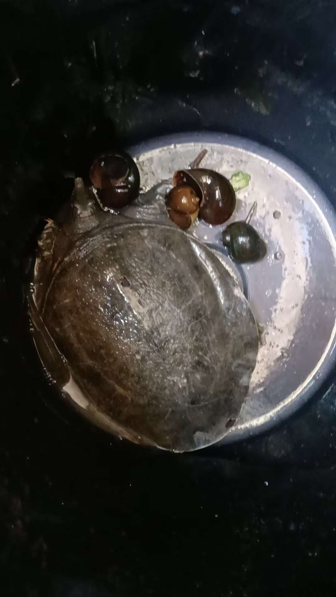 甲鱼